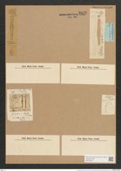 Gomphonema subtile Ehr. (de-Toni-Nr.: Genus 37, Species 1730) Zeichnungen Sammlung Grunow Nr. 3372 (NHMW-BOT-W0370891)